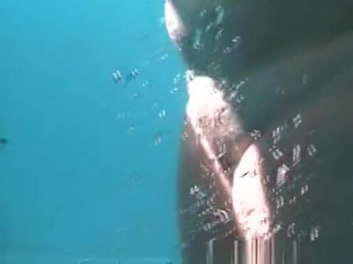 Развел невесту на секс на скрытую камеру