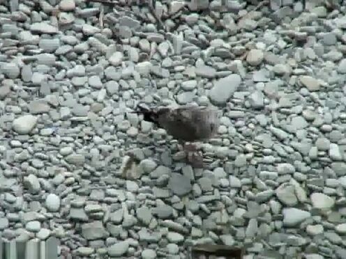 Смотреть порно зрелые лесбиянки с двухсторонним дилдо