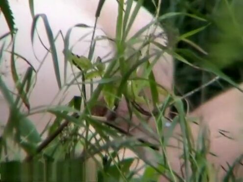 Пасифая и бык комикс порно