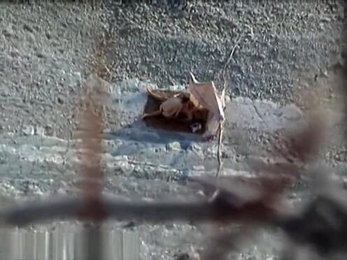 Мамаши новинки категория порно