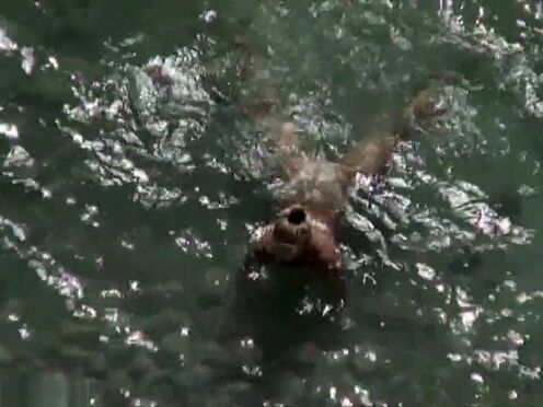 Жопастые девки насилуют парня порно