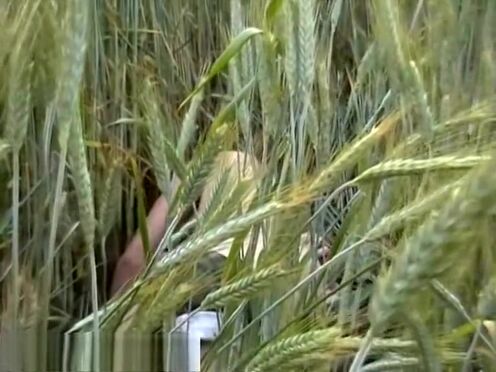 Жаркий минет порно видео онлайн смотреть бесплатно