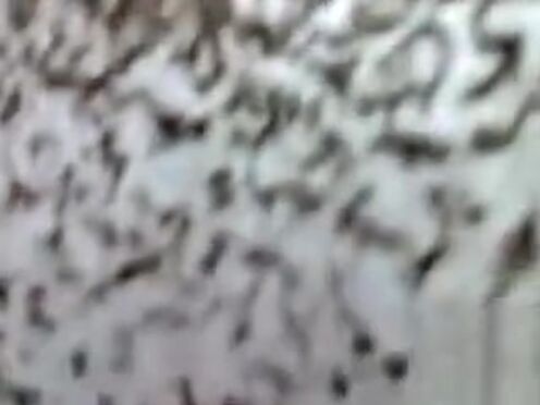 Секс старых древних времен носилие деревне