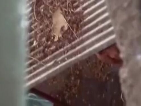 Секс порно лесбиянки жестко прям жестко